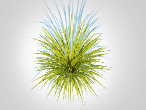 Acorus gramineus Ogon - Sweet Flag 3D Model