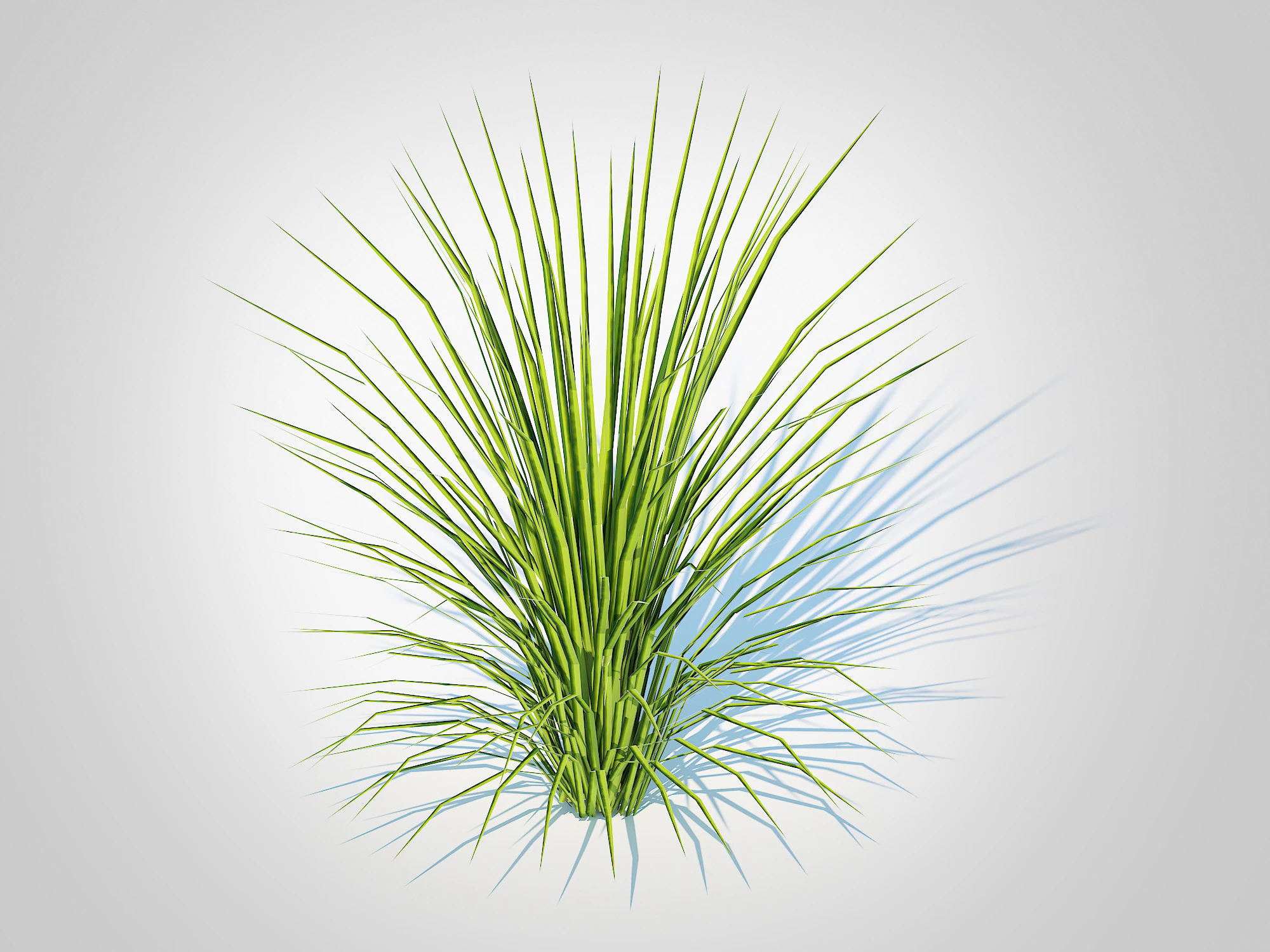 Acorus gramineus variegatus - Sweet Flag 3D Model .c4d .max .obj .3ds .fbx .stl .blend 