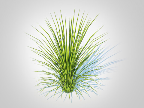 Acorus gramineus variegatus - Sweet Flag 3D Model