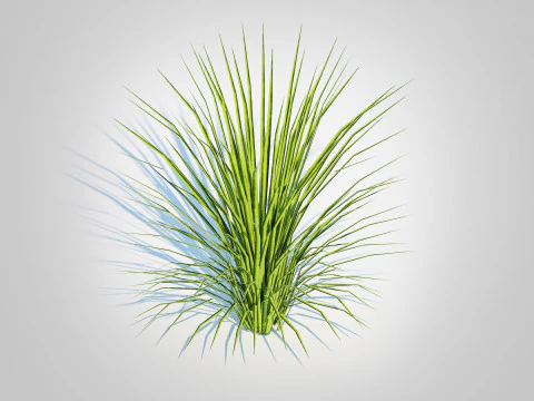 Acorus gramineus variegatus - Sweet Flag 3D Model