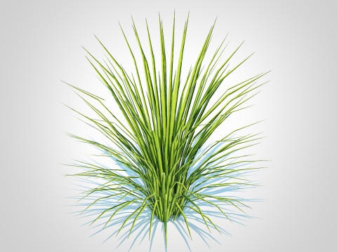 Acorus gramineus variegatus - Sweet Flag Model 3D