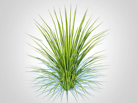 Acorus gramineus variegatus - Sweet Flag 3D Model