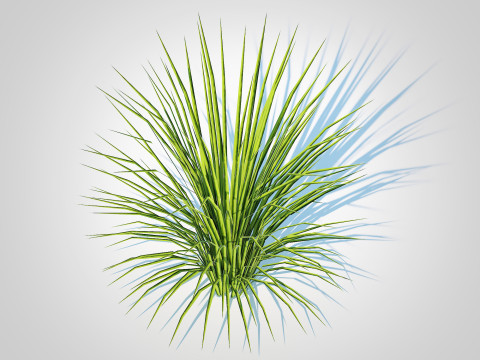 Acorus gramineus variegatus - Sweet Flag Model 3D