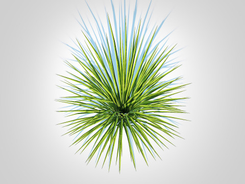 Acorus gramineus variegatus - Sweet Flag Model 3D