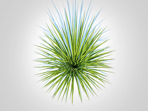 Acorus gramineus variegatus - Sweet Flag 3D Model