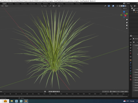 Acorus gramineus variegatus - Sweet Flag Model 3D