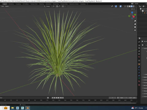 Acorus gramineus variegatus - Sweet Flag 3D Model