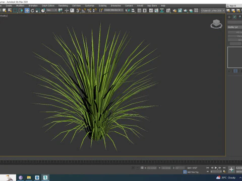 Acorus gramineus variegatus - Sweet Flag 3D Model