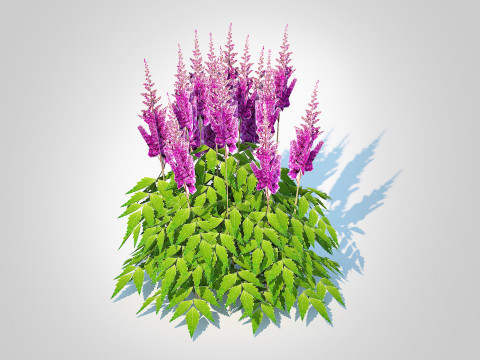 Astilbe jap -Koblenz 3Dモデル