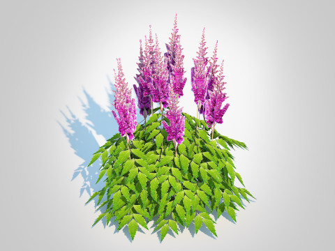 Astilbe jap -Koblenz 3D Model