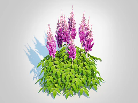 Astilbe jap -Koblenz 3D Model