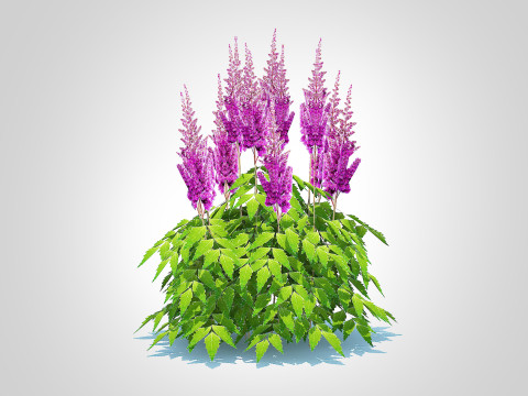 Astilbe jap -Koblenz 3D Model