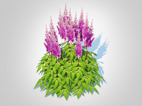 Astilbe jap -Koblenz 3D Model