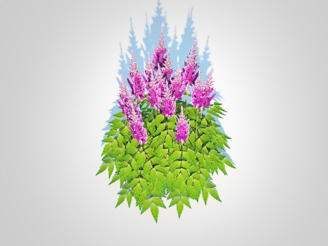 Astilbe jap -Koblenz 3D Model