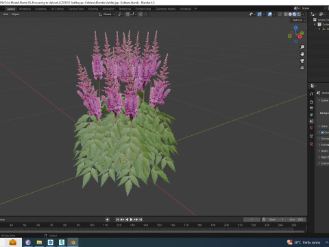Astilbe jap -Koblenz 3D Model
