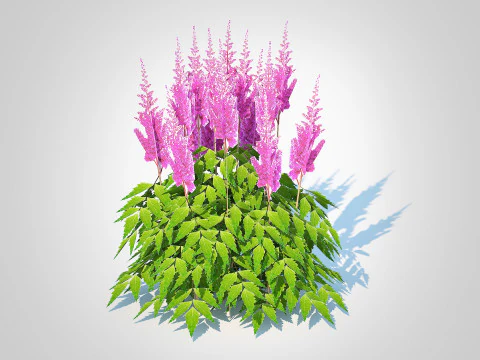 Astilbe-pink 3D Model