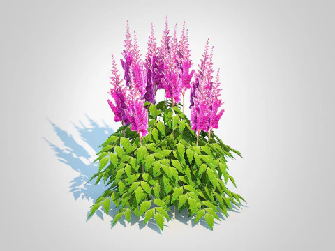Astilbe-pink 3D Model