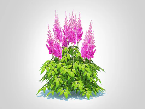 Astilbe-pink 3D Model