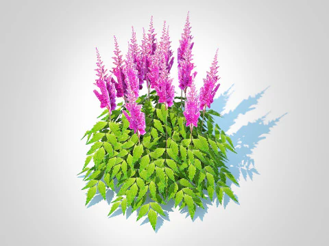 Astilbe-pink 3D Model