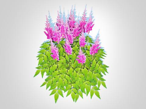 Astilbe-pink Modèle 3D