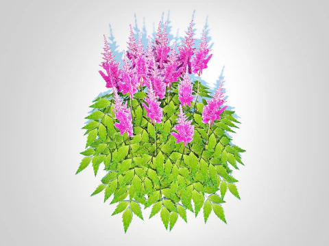 Astilbe-pink 3D Model