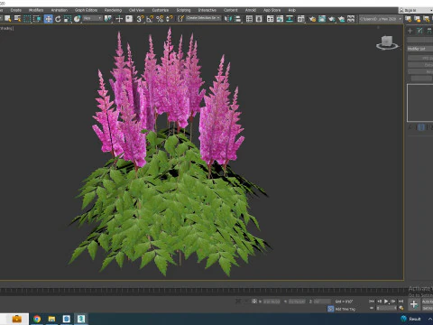 Astilbe-pink 3D Model