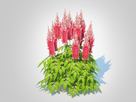 Astilbe-red 3Dモデル