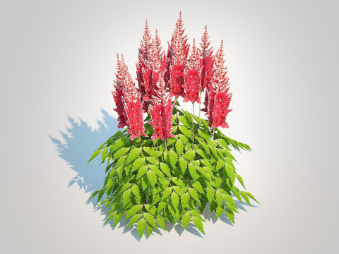Astilbe-red 3D मॉडल