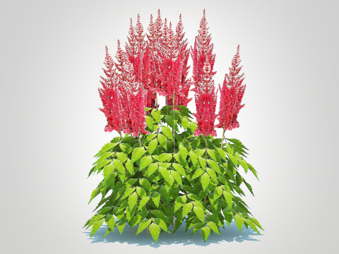Astilbe-red 3D मॉडल