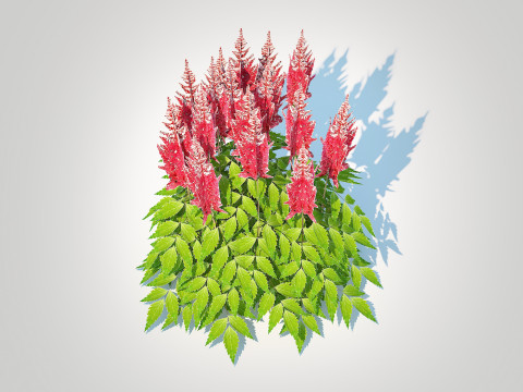 Astilbe-red 3D मॉडल
