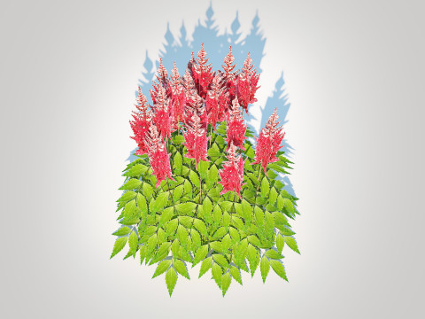 Astilbe-red 3D मॉडल