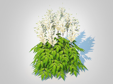 Astilbe-white Model 3D
