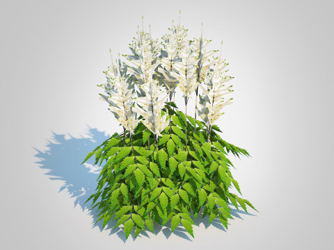 Astilbe-white Model 3D