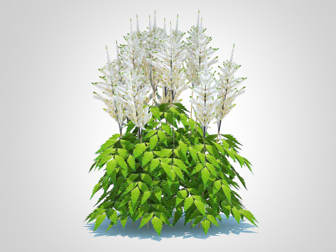 Astilbe-white Model 3D