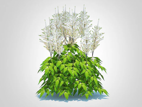 Astilbe-white 3D Model