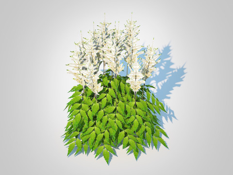 Astilbe-white Model 3D