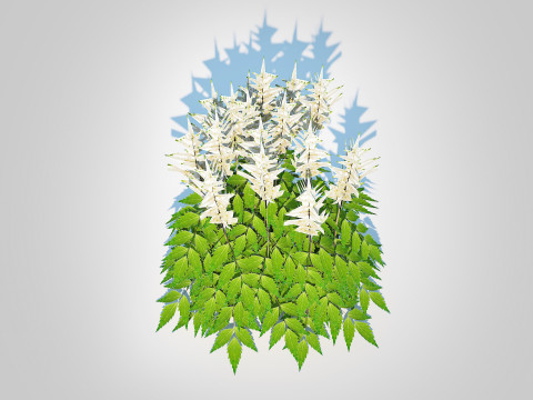 Astilbe-white Model 3D