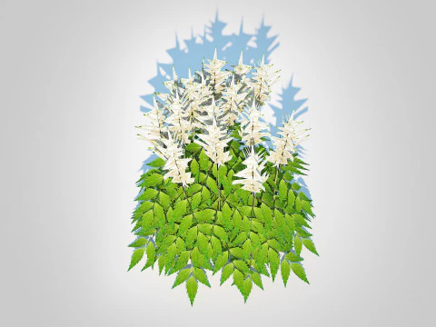 Astilbe-white 3D Model