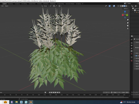 Astilbe-white Model 3D