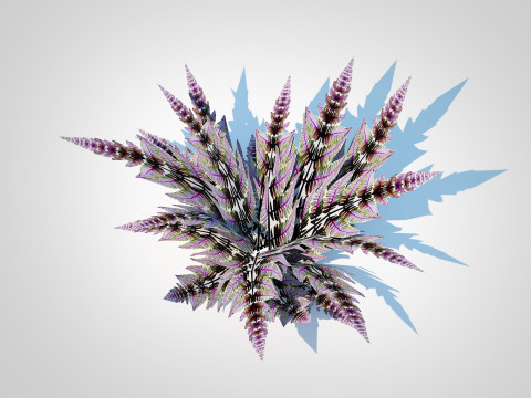 Athyrium niponicum - painted fern Model 3D