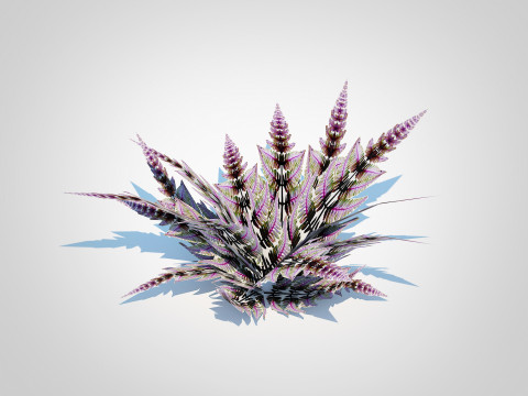 Athyrium niponicum - painted fern Model 3D