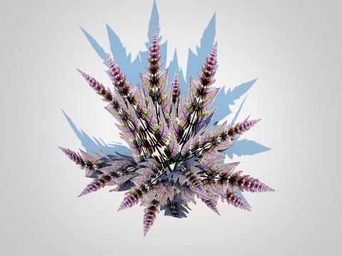 Athyrium niponicum - painted fern Model 3D