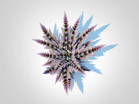 Athyrium niponicum - painted fern 3D Model
