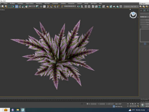 Athyrium niponicum - painted fern 3D Model