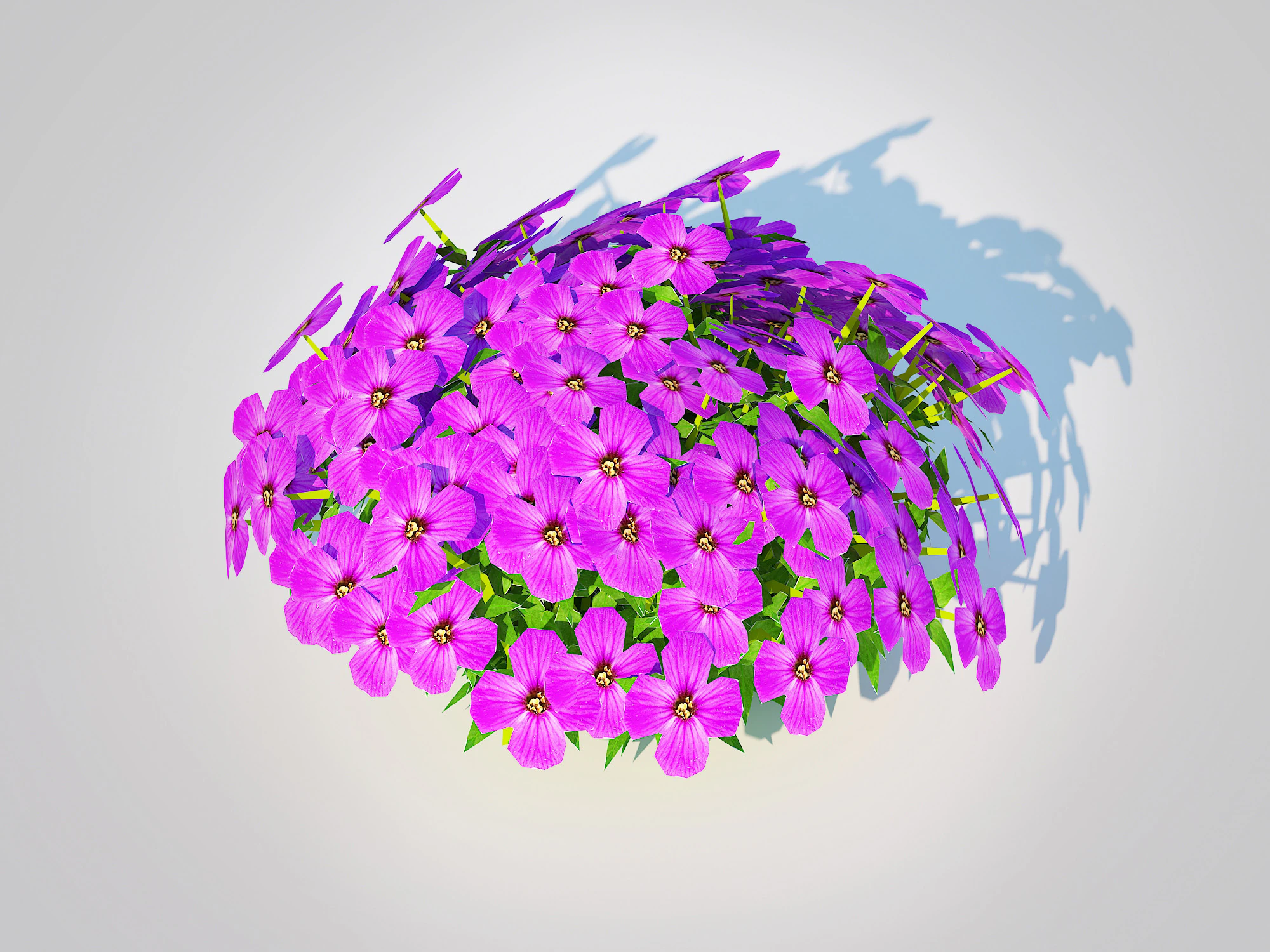 Aubrieta - Rock Cress 3D Model .c4d .max .obj .3ds .fbx .stl .blend