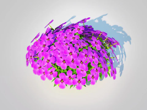 Aubrieta - Rock Cress 3D Model