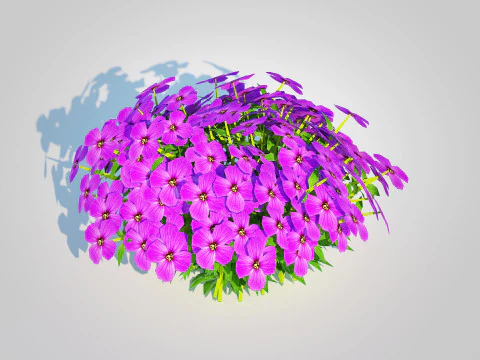 Aubrieta - Rock Cress 3D Model