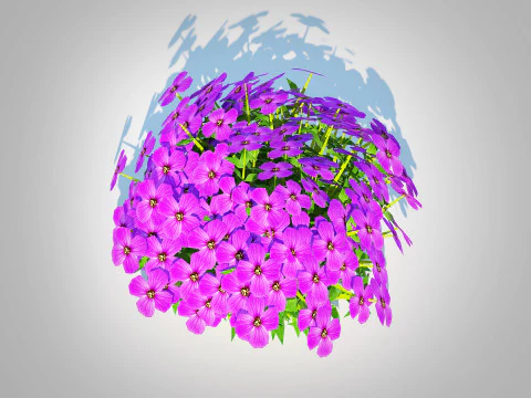 Aubrieta - Rock Cress 3D Model