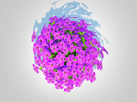 Aubrieta - Rock Cress 3D Model