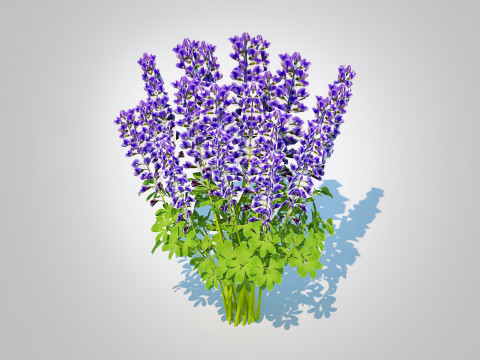 Baptisia australis False Indigo Blue 3Dモデル